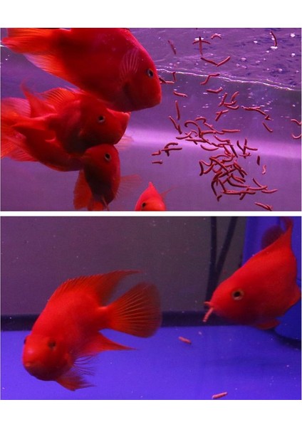 Mavi Stil No.1 Boyutu 140G Doğal Kurutulmuş Mealworm Gıda Yemek Pet Sürüngen Tavukları Beslemek Için Yabani Bahçe Kuş Akvaryum Solucan (Yurt Dışından) fırsatları