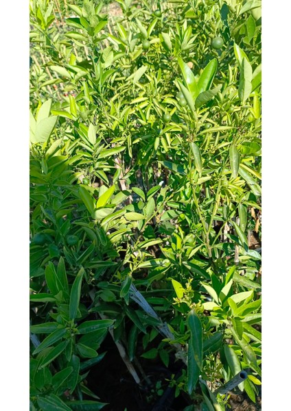 Tüplü Robinson Nova Mandalina Fidanı Az Çekirdekli