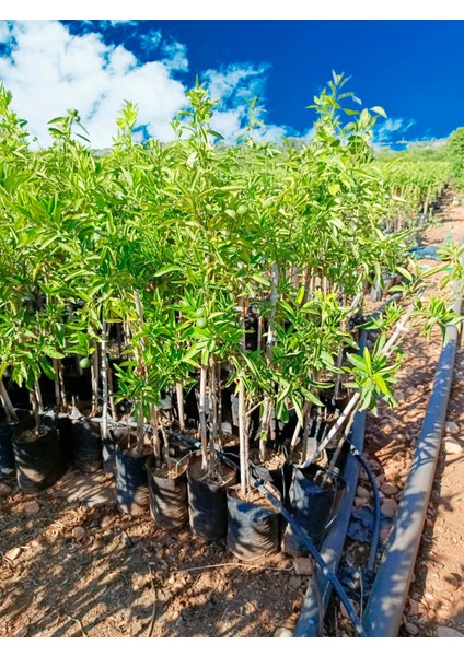 Tüplü Robinson Nova Mandalina Fidanı Az Çekirdekli fiyatları