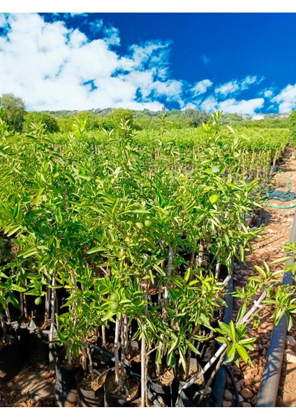 Tüplü Robinson Nova Mandalina Fidanı Az Çekirdekli modelleri
