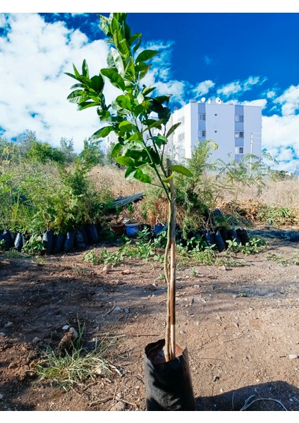 Tüplü Robinson Nova Mandalina Fidanı Az Çekirdekli fırsatları
