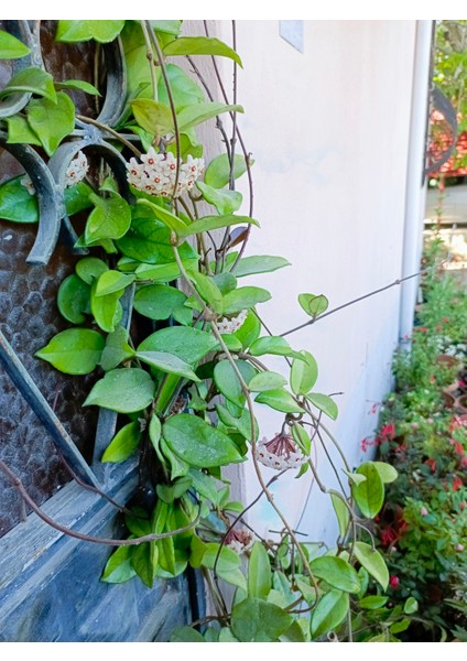 Saksılı Mum Çiçegi Hoya Cornosa fırsatları