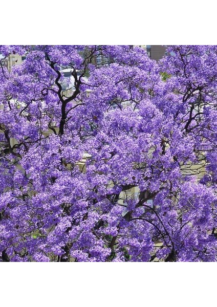 TNC Garden Groups Pavlonya Fidanı Paulownia Tementosa 30-50 cm