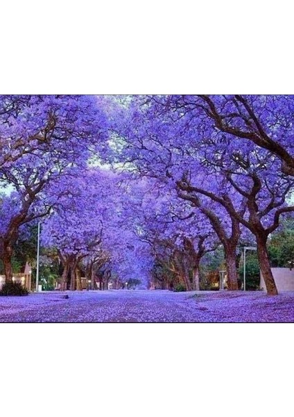 Pavlonya Fidanı Paulownia Tementosa 30-50 cm 3 Adet