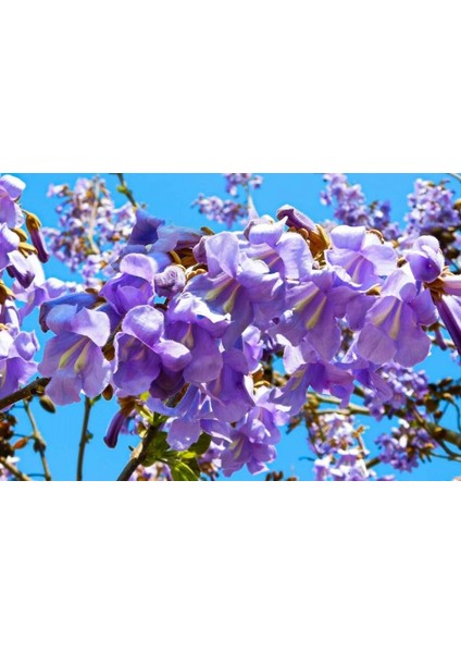 Pavlonya Fidanı Paulownia Tementosa 30-50 cm 3 Adet modelleri