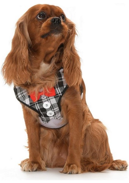 Köpek Göğüs Tasması ve Uzatması Patu Gri