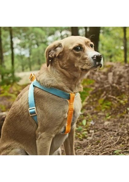 Köpek Göğüs Tasması Akala