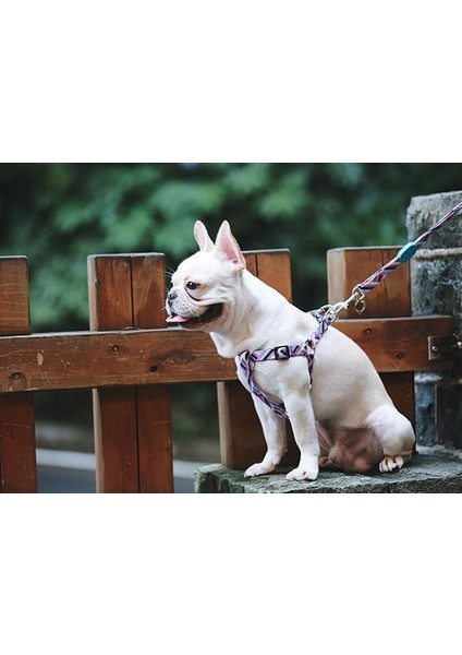Köpek Göğüs Tasması Hi Dream Alicante fırsatları