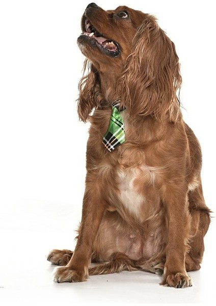 Köpek Kravat Chidi modelleri