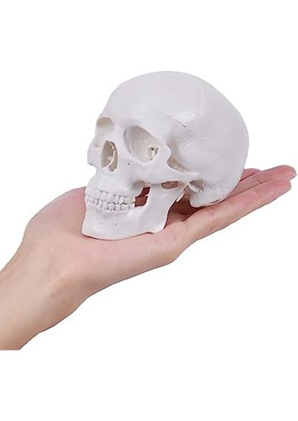 Mini Human Skull Model, 3 Parts Anatomical Skull Model With Removable Skull Cap And Articulated Mandible (Yurt Dışından) fiyatları