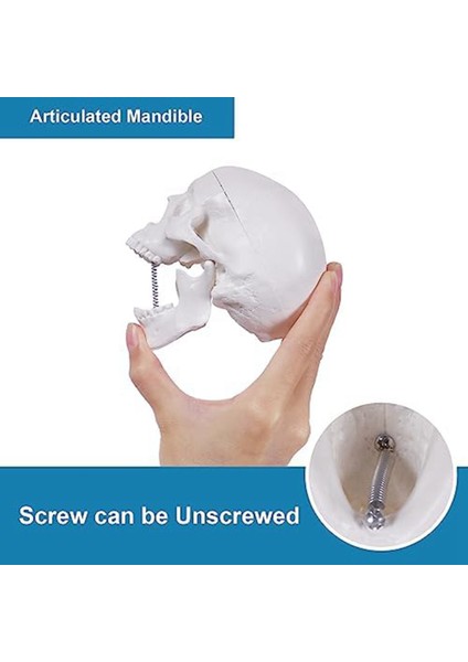 Mini Human Skull Model, 3 Parts Anatomical Skull Model With Removable Skull Cap And Articulated Mandible (Yurt Dışından) indirimleri