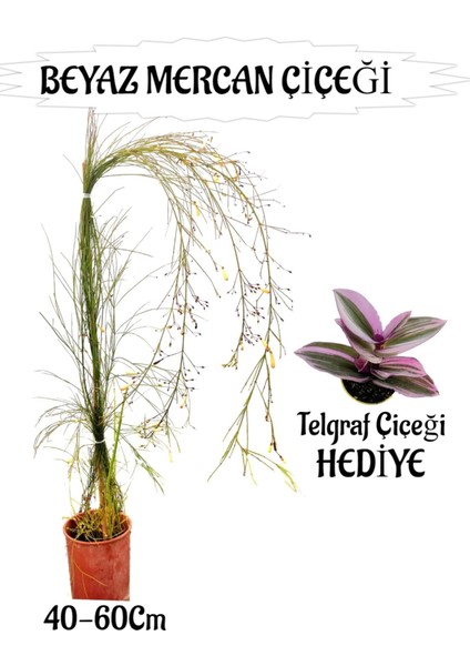Beyaz Mercan Çiçeği 1 Adet Sakıslı+Kurdele Çiçeği Hediye Bahçe Teras Bitkisi
