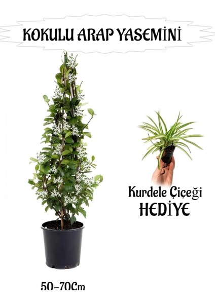 Mis Kokulu Arap Yasemini 1 Adet+Kurdele Çiçeği Hediyeli Peyzaj Seti