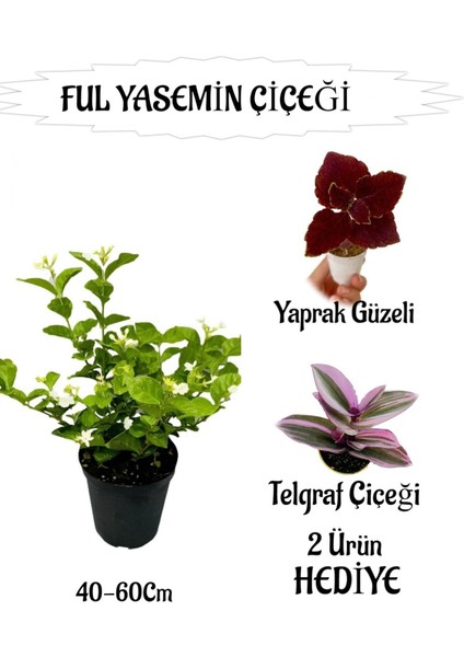 Mis Kokulu Ful Yasemin 1 Adet+Telgraf Çiçeği-Yaprak Güzeli Hediyeli