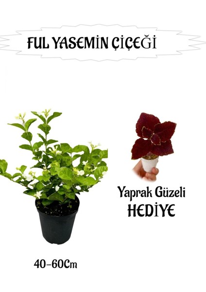 Mis Kokulu Ful Yasemin 1 Adet+Yaprak Güzeli Hediyeli Peyzaj Seti