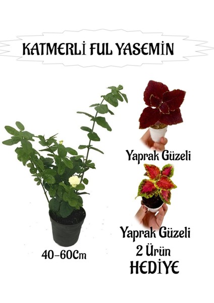 Mis Kokulu Katmerli Ful Yasemin 1 Adet+Yaprak Güzeli-Kurdele Çiçeği Hediyeli