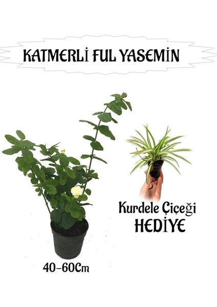 Mis Kokulu Katmerli Ful Yasemin 1 Adet+Kurdele Çiçeği Hediyeli