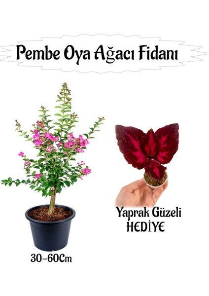 Pembe Oya Ağacı Fidanı 1 Adet Saksılı+Yaprak Güzeli Çiçeği Hediyeli