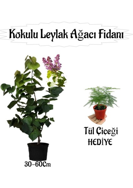 Kokulu Leylak Ağacı Fidanı 1 Adet Saksılı+Tül Kuşkonmaz Çiçeği Hediye
