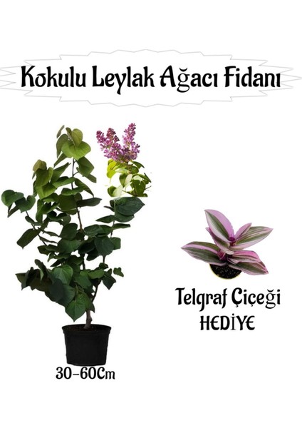 Kokulu Leylak Ağacı Fidanı 1 Adet Saksılı+Telgraf Çiçeği Hediye