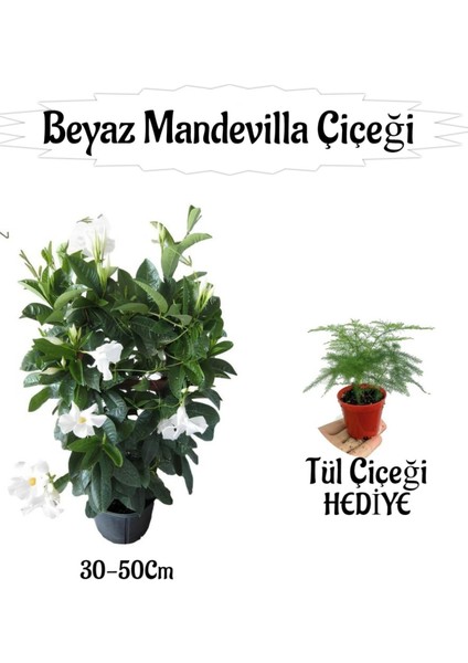 Beyaz Mandevilla Çiçeği 1 Adet Saksılı+Tül Kuşkonmaz Çiçeği Hediyeli Peyzaj Seti