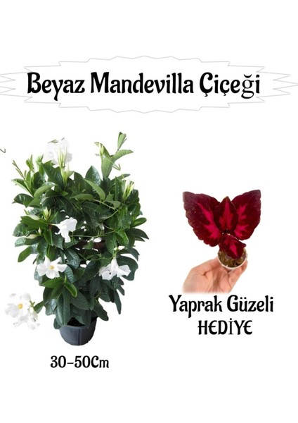 Beyaz Mandevilla Çiçeği 1 Adet Saksılı+Yaprak Güzeli Hediyeli Peyzaj Seti