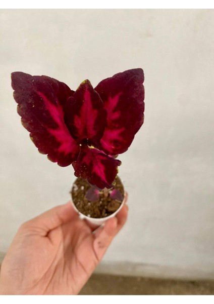 Beyaz Mandevilla Çiçeği 1 Adet Saksılı+Yaprak Güzeli Hediyeli Peyzaj Seti