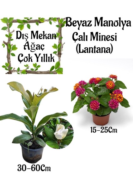 Kokulu Manolya Ağacı 1 Adet Saksılı+Sarı Mor Çalı Minesi(Lantana) 1 Adet Bahçe Seti