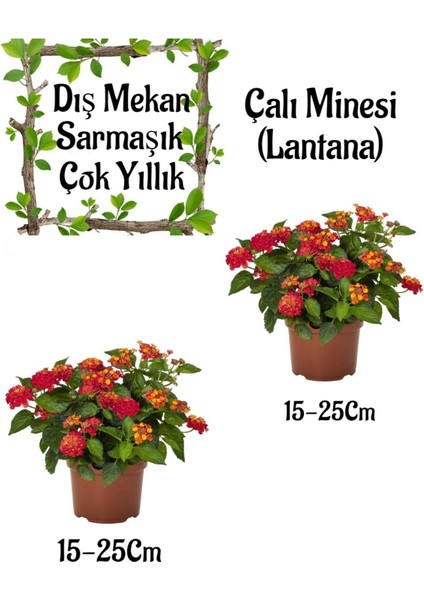 Sarı-Kırmızı Çalı Minesi 2 Adet Saksılı Bahçe Seti