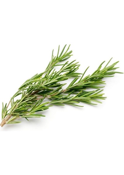 Biberiye Yağı (20 Ml)