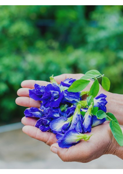 Mini Fide, Mavi Kelebek Sarmaşığı Çiçeği Fidesi, Mavi Çay, Clitoria Ternatea Tea Blue Butterfly