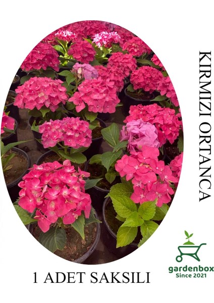 Kırmızı Renk Ortanca Çiçeği 1 Adet Saksılı/tüplü 20-30CM Çiçekli Bitki