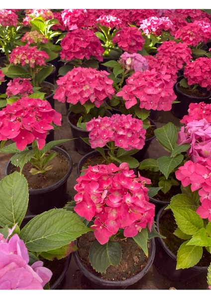 Kırmızı Renk Ortanca Çiçeği 1 Adet Saksılı/tüplü 20-30CM Çiçekli Bitki fiyatları