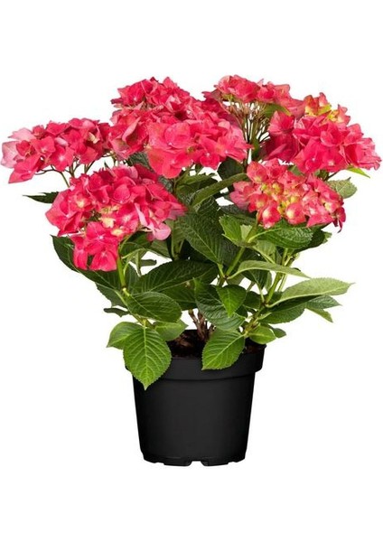 Kırmızı Renk Ortanca Çiçeği 1 Adet Saksılı/tüplü 20-30CM Çiçekli Bitki modelleri