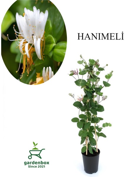 Kokulu Hanımeli Çiçeği 1 Adet Saksılı/tüplü 40-70CM Sarmaşık Bitki
