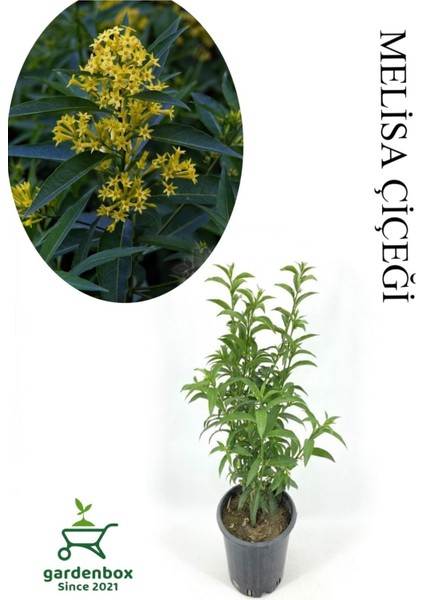 Mis Kokulu Melisa Çiçeği 1 Adet Saksılı 30-60CM Bahçe Bitkisi