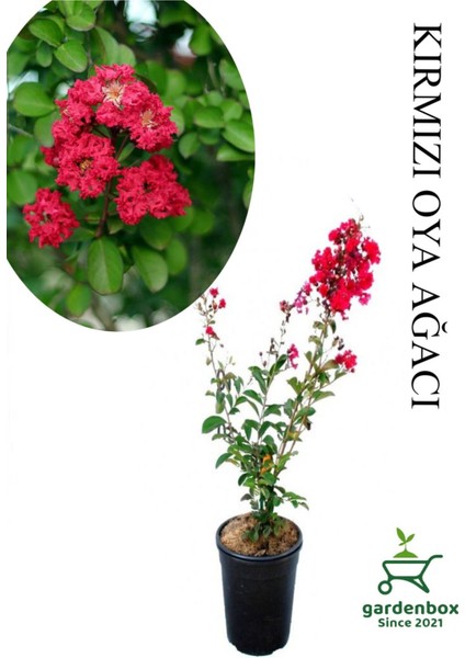 Kırmızı Renk Oya Ağacı Fidanı 1 Adet Saksılı 30-60CM Çiçekli Ağaç