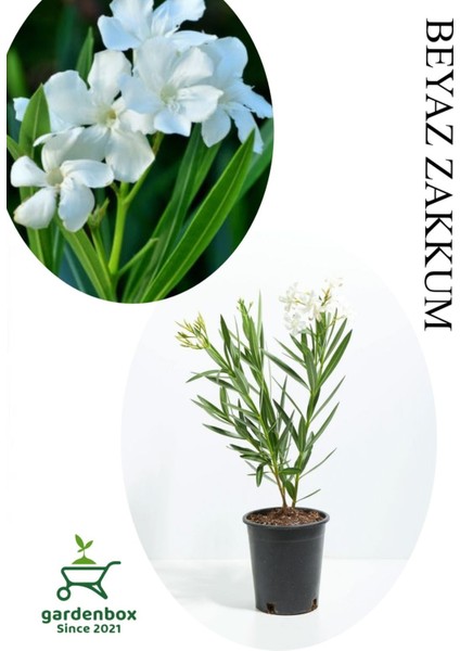 Beyaz Renk Zakkum Çiçeği Fidanı 1ADET Saksılı 30-60CM Yaz Bitkisi