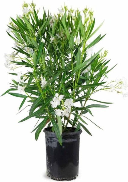 Beyaz Renk Zakkum Çiçeği Fidanı 1ADET Saksılı 30-60CM Yaz Bitkisi fiyatları