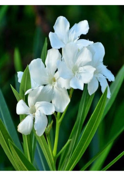 Beyaz Renk Zakkum Çiçeği Fidanı 1ADET Saksılı 30-60CM Yaz Bitkisi modelleri