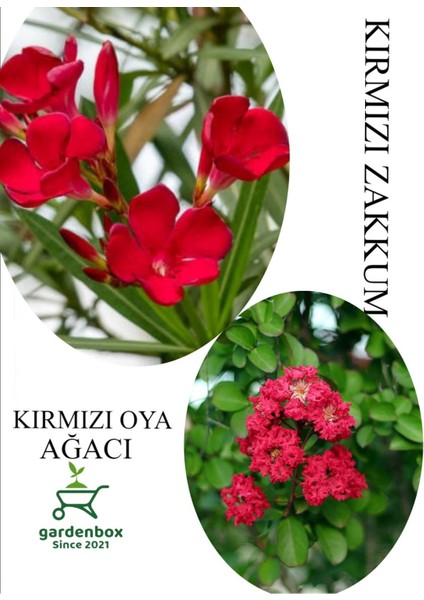 Kırmızı Oya Fidanı 1 Adet Saksılı 30-60CM-KIRMIZ Zakkum Çiçeği 1 Adet 30-60CM