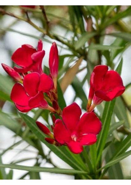 Kırmızı Oya Fidanı 1 Adet Saksılı 30-60CM-KIRMIZ Zakkum Çiçeği 1 Adet 30-60CM fırsatları