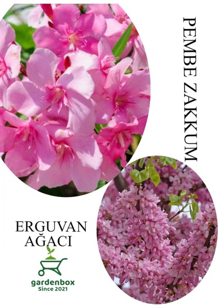 Pembe Zakkum Fidanı 1ADET Saksılı 30-60CM- Erguvan Ağacı 1 Adet 40-70CM