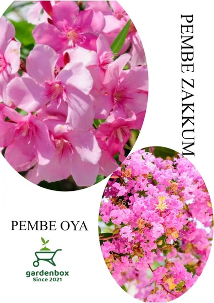 Pembe Zakkum Fidanı 1ADET Saksılı 30-60CM-PEMBE Oya Ağacı 1 Adet 30-60CM
