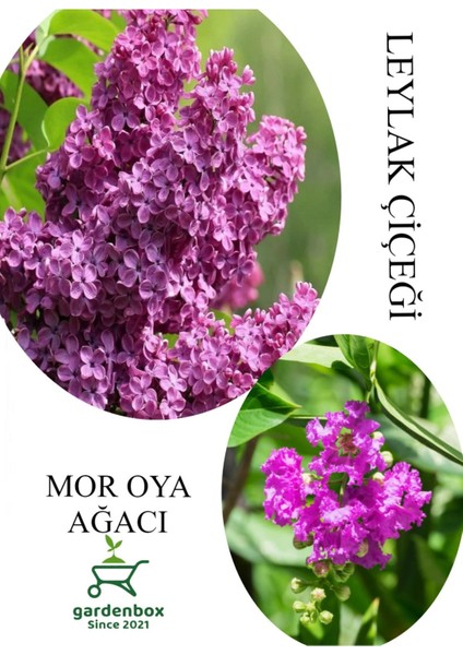 Kokulu Leylak Çiçeği Fidanı 1 Adet Saksılı 30-60CM+MOR Oya Fidanı 30-60CM