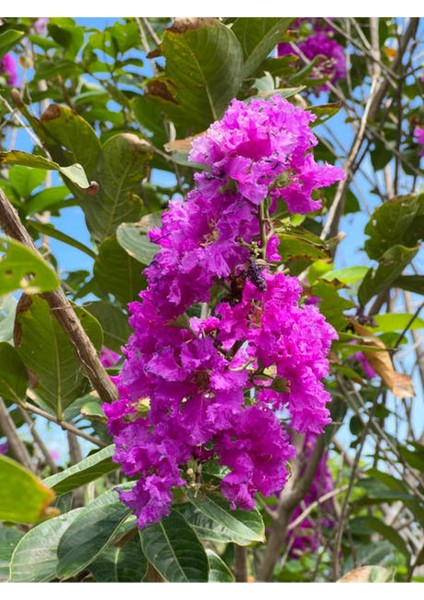 Kokulu Leylak Çiçeği Fidanı 1 Adet Saksılı 30-60CM+MOR Oya Fidanı 30-60CM fırsatları