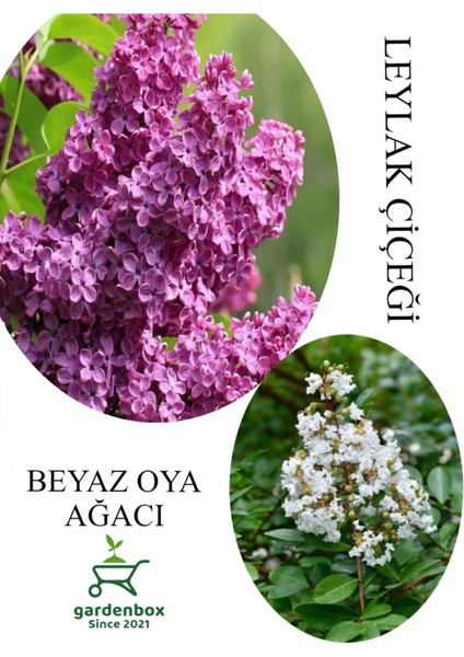 Kokulu Leylak Çiçeği Fidanı 1 Adet Saksılı 30-60CM+BEYAZ Oya Fidanı 30-60CM