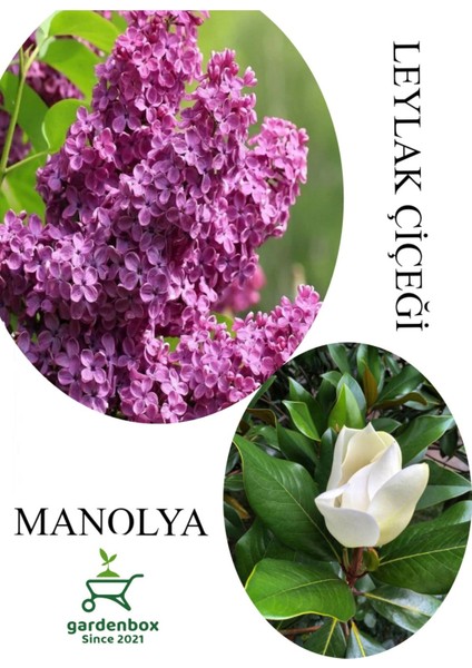 Kokulu Leylak Çiçeği Fidanı 1 Adet Saksılı 30-60CM+MANOLYA Çiçeği Fidanı 30-60CM