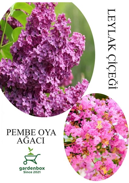 Kokulu Leylak Çiçeği Fidanı 1 Adet Saksılı 30-60CM+PEMBE Oya Fidanı 30-60CM