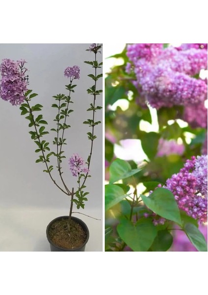Kokulu Leylak Çiçeği Fidanı 1 Adet Saksılı 30-60CM+PEMBE Oya Fidanı 30-60CM